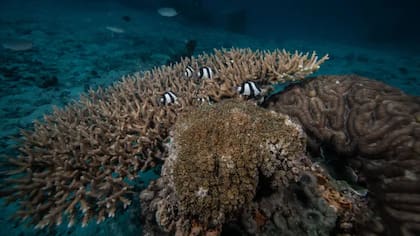 El cambio climático ha provocado temperaturas del mar más cálidas y eso ha dañado a los corales.