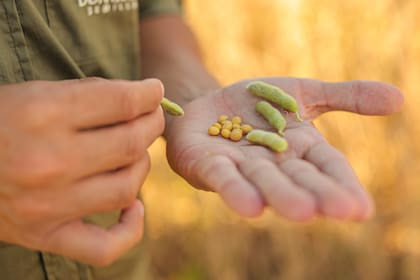 El cambio climático impulsa el desarrollo de variedades con mayor tolerancia a sequía, frío durante la germinación y altas temperaturas, así como resistencia a enfermedades e insectos