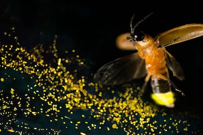 El cambio climático, la deforestación, la invasión de su hábitat, entre otros, son los principales factores que están apagando a las luciérnagas en el mundo