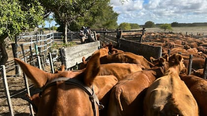 El cambio implica que el productor podrá decidir quién se encargará del proceso sanitario dentro de su establecimiento, siempre que se trate de profesionales habilitados por el organismo nacional