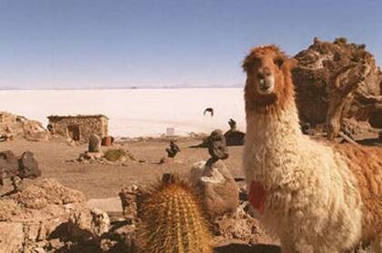 El camélido que se puede ver en el norte argentino y en otros países andinos puede tener la clave para neutralizar al coronavirus