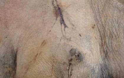 El camello fue encontrado con cicatrices en el cuerpo y signos de agotamiento (WeChat)