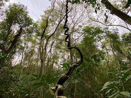 El camino que separa la Posada Puerto Bemberg de la mansión se dibuja en el medio de la selva misionera