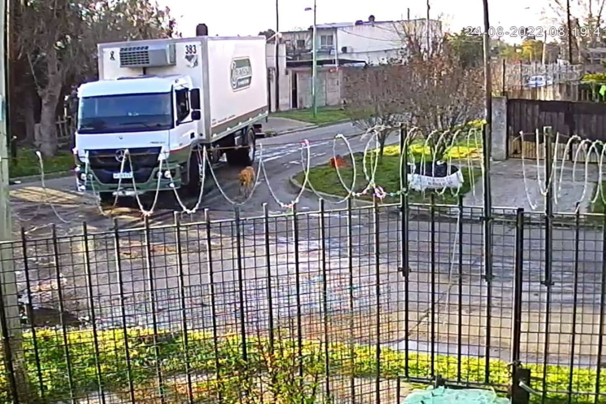 El camionero abandonó al perro agonizando