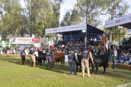 El campeonato terneros concentró el interés del público