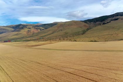El campo antes de la cosecha