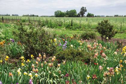 El campo de cultivo de iris se encuentra en un sitio de suelo bien drenado y alto. Octubre es un espectáculo con su floración.