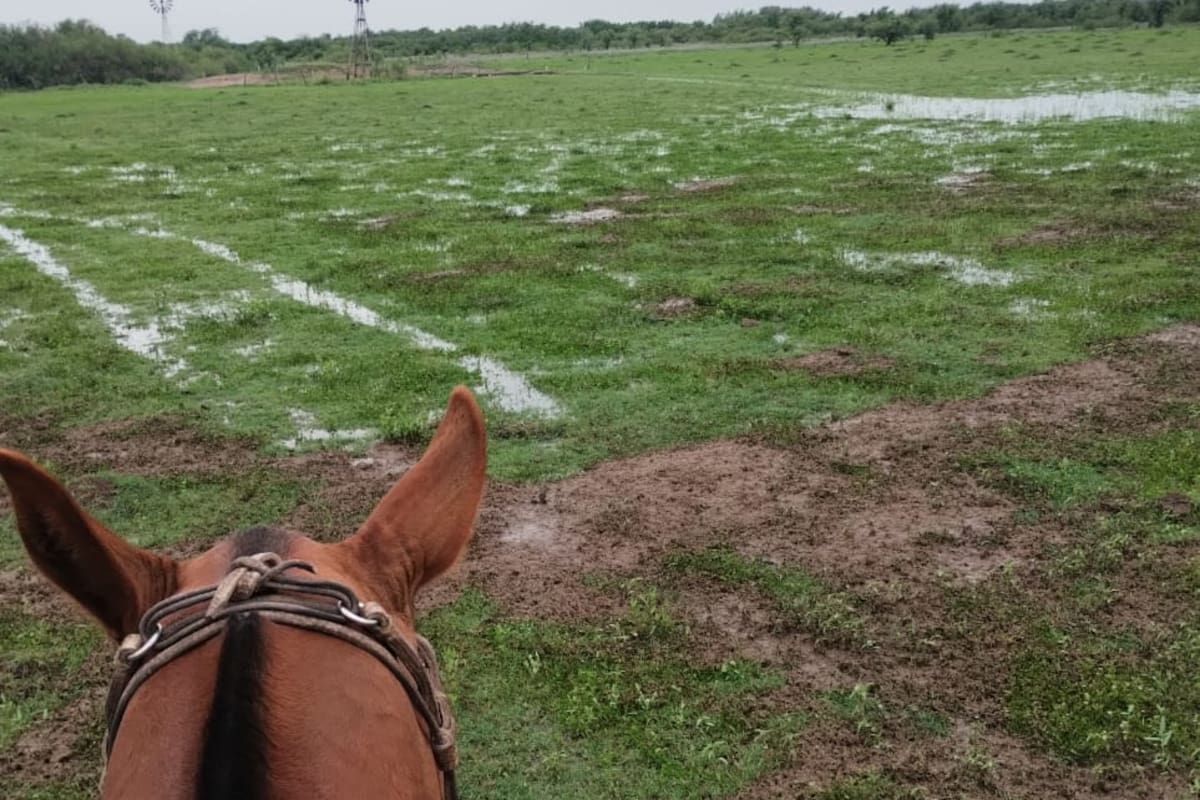 El campo de Mercau luego de la lluvias