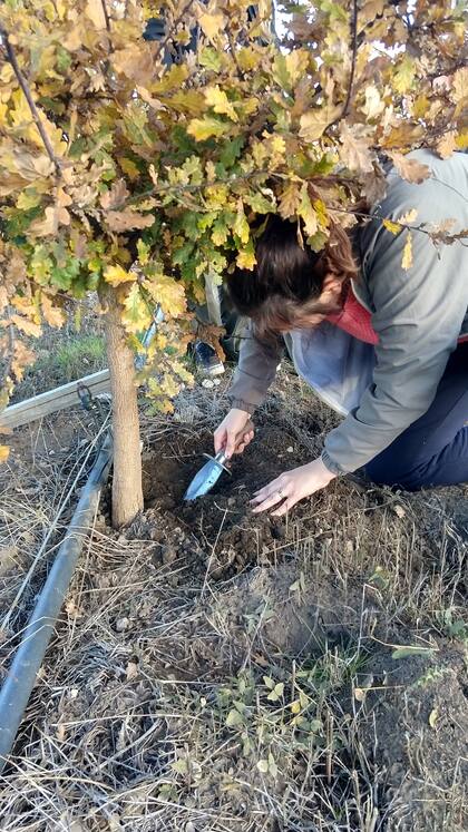 El campo de Trufas del Nuevo Mundo cuenta con más de 20.000 árboles inoculados con esporas de las trufas