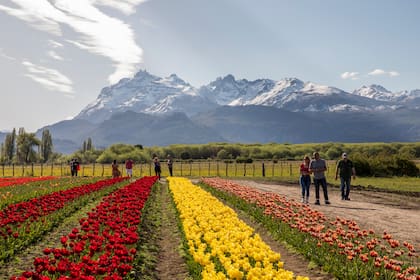 El campo de tulipanes de Trevelin, una de las últimas atracciones ineludibles del pueblo ganador.