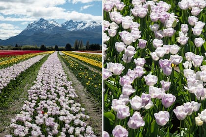 El campo de tulipanes deslumbra por la belleza de sus flores y también por el entorno, con los picos nevados del legendario cerro Gorsedd Y Cwmwl de fondo