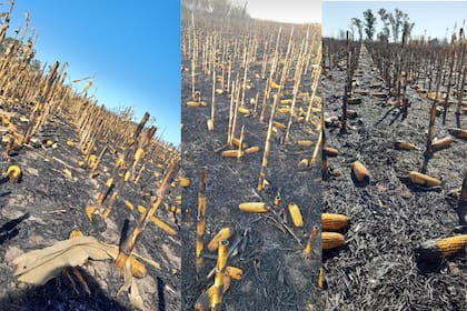 El campo del productor que sufrió el incendio