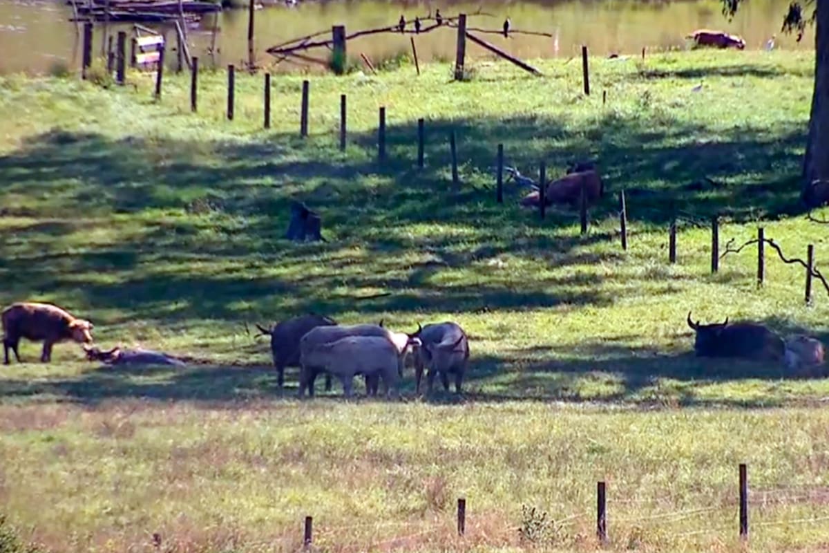 El campo donde pasta y descansa el ganado después del incidente