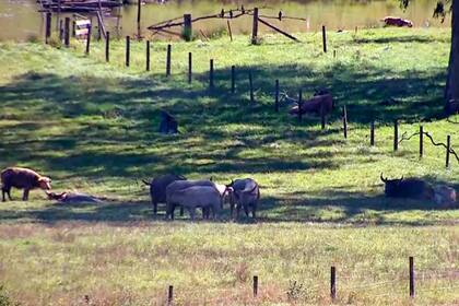 El campo donde pasta y descansa el ganado después del incidente