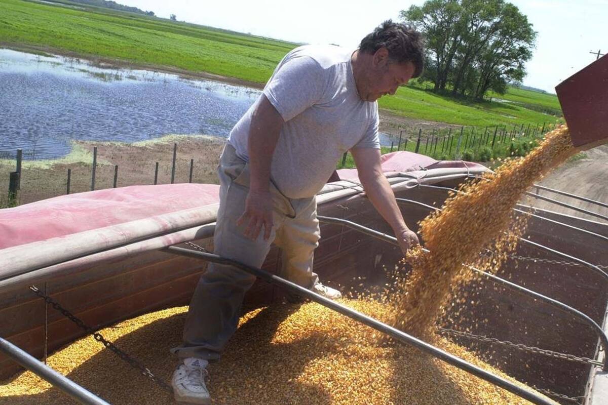 El campo está en plena cosecha