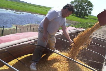 El campo está en plena cosecha