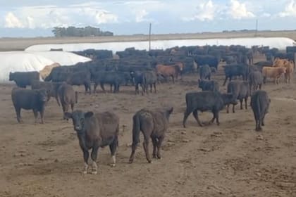 El campo se llama Las Chilcas y está ubicado en Ayacucho, provincia de Buenos Aires