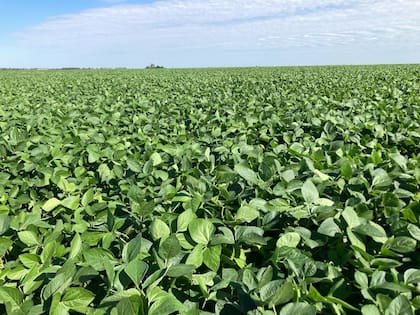 El campo tendrá la baja gradual de retenciones pero sufrirá recortes en su estructura técnica