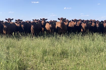 El campo tiene Angus colorado