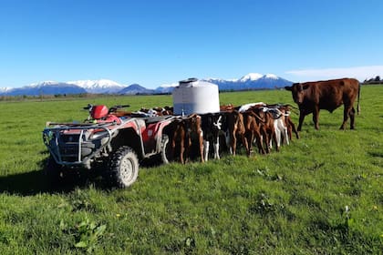 El campo Waioto en Ashburton, en la isla sur de Nueva Zelanda