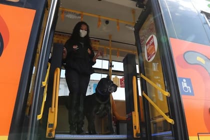 El can aprendió a conocer las paradas de la ruta