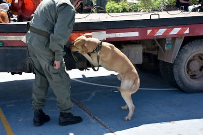 El can de la policía de Salta, "Tedy", fue quien detectó el doble fondo en la parte trasera del vehículo