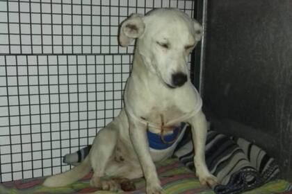 El can fue encontrado el viernes pasado, entre las calles Patricias Mendocinas y Yapeyú, en el barrio Alberdi