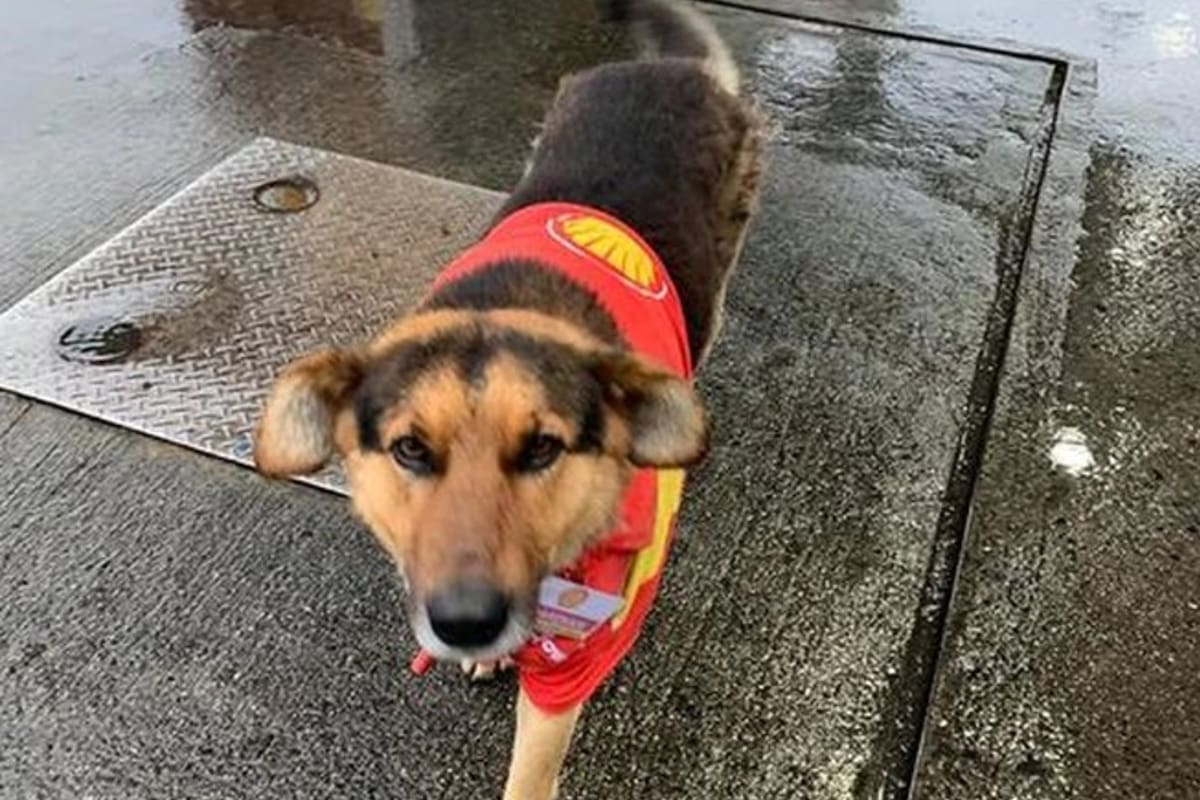 El can tiene su propio uniforme e identificación. Fuente: Facebook