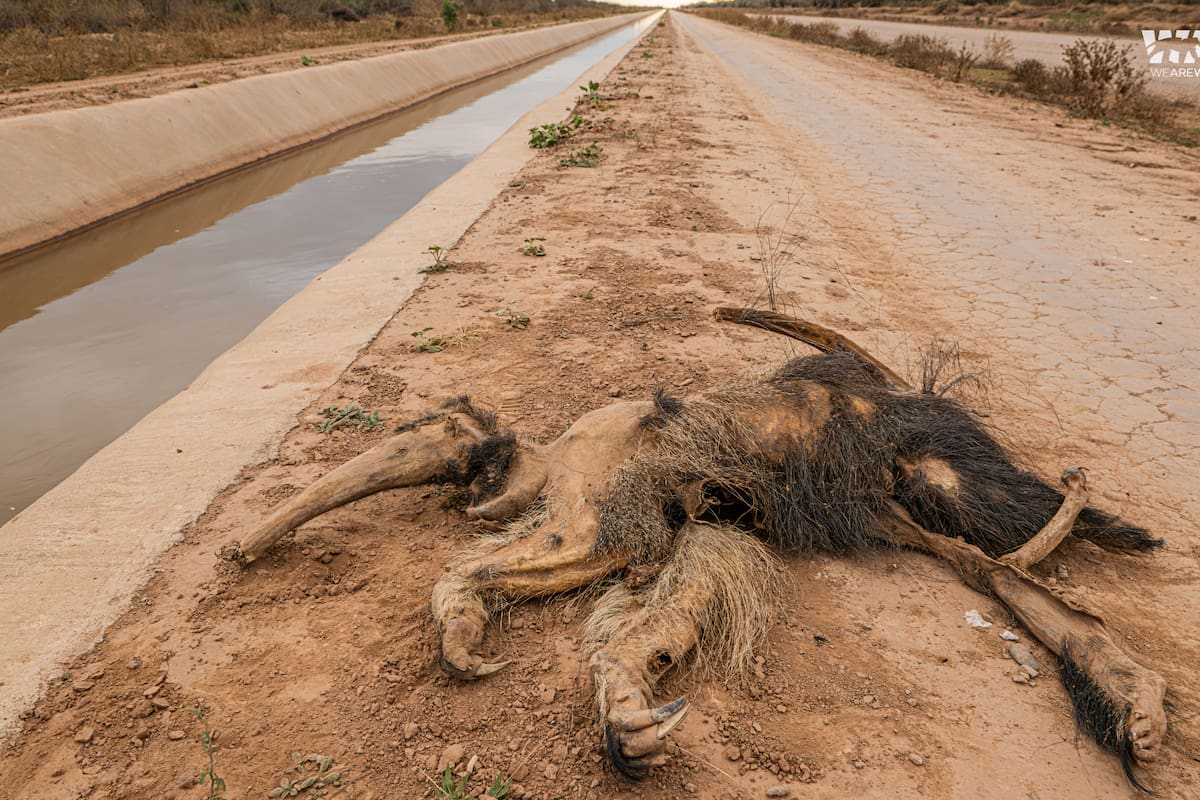 El canal ya produjo la muerte de cientos de animales de muchas especies (Foto: We Are Wild Foundation)