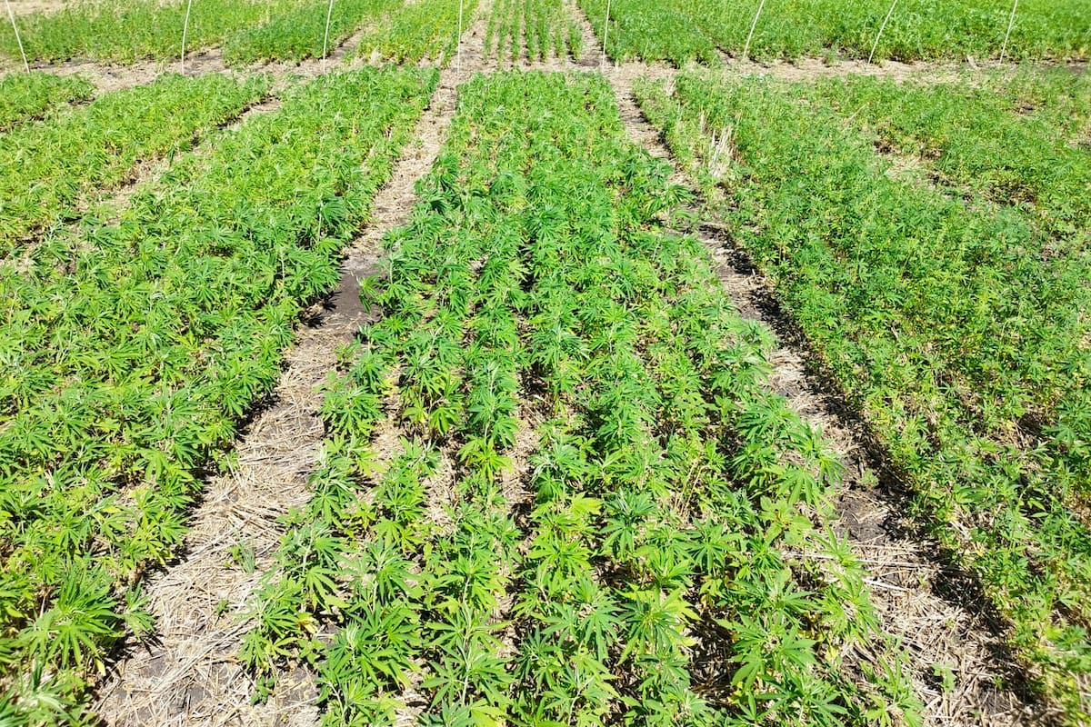 El cáñamo en esta segunda campaña ganó en extensión