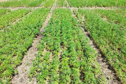 El cáñamo en esta segunda campaña ganó en extensión