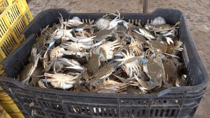 El cangrejo azul de Venezuela es apreciado en EE.UU. por su sabor y por su precio.