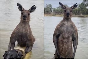 El canguro tenía tomado al perro con una especie de llave, según narró su dueño