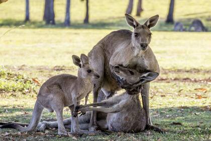 El canguro tomó a la hembra con sus patas delanteras