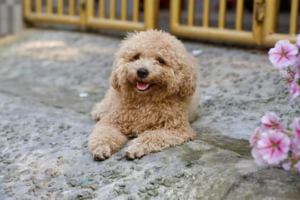 El caniche toy es un perro obediente, inteligente y cariñoso