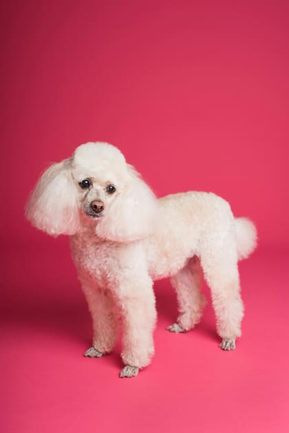 El Caniche Toy es un perro tranquilo, limpio y compañero