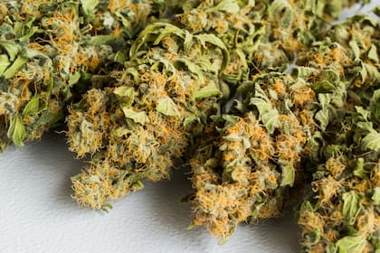 El cannabis es una de las drogas más consumidas en el mundo, tanto con fines recreativos como medicinales