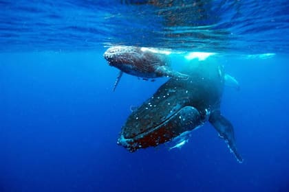 El canto es fundamental entre las ballenas para comunicarse