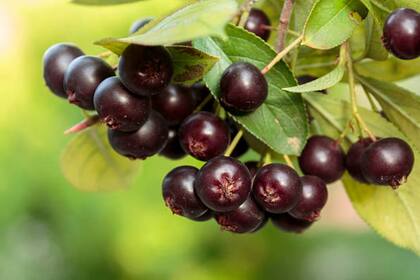 El capulín es un fruto que se comsume en diversas preparaciones (Foto Pexels)