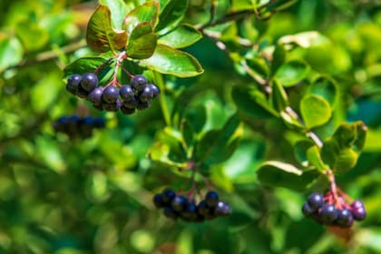 El capulín es una fruta típica de México (Foto Pexels)