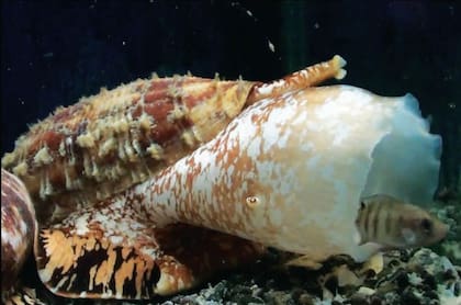 El caracol cono es un animal salvaje que puede matar a una persona en una hora