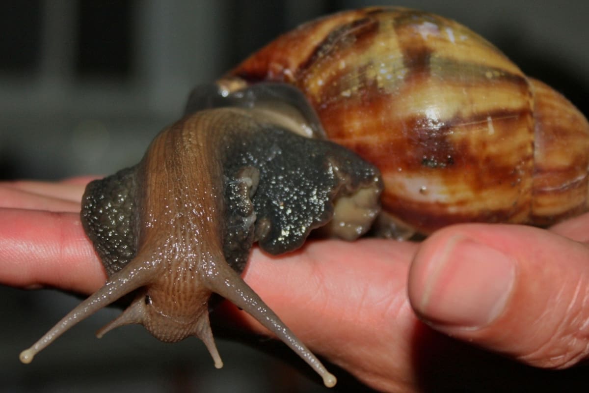 El caracol gigante africano es portador del gusano pulmonar de rata, una especie que causa meningitis a humanos