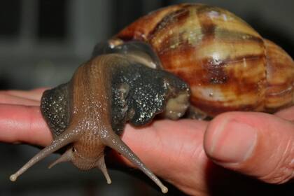 El caracol gigante africano es portador del gusano pulmonar de rata, una especie que causa meningitis a humanos