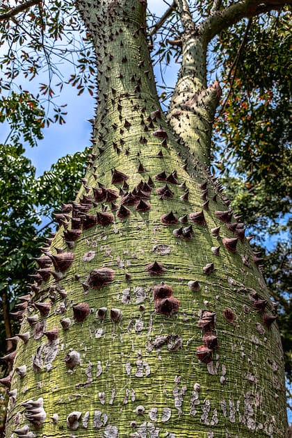 El característico "vientre" del palo borracho es una adaptación que le permite almacenar agua durante meses