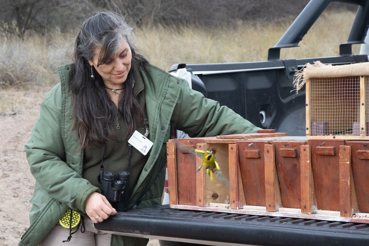 El cardenal amarillo es parte de la cultura de los ecosistemas donde vive (Foto: Fundación Temaikén)