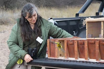 El cardenal amarillo es parte de la cultura de los ecosistemas donde vive (Foto: Fundación Temaikén)