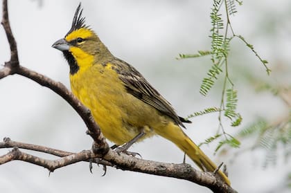 El cardenal amarillo está entre las figuritas difíciles de Ceibas.