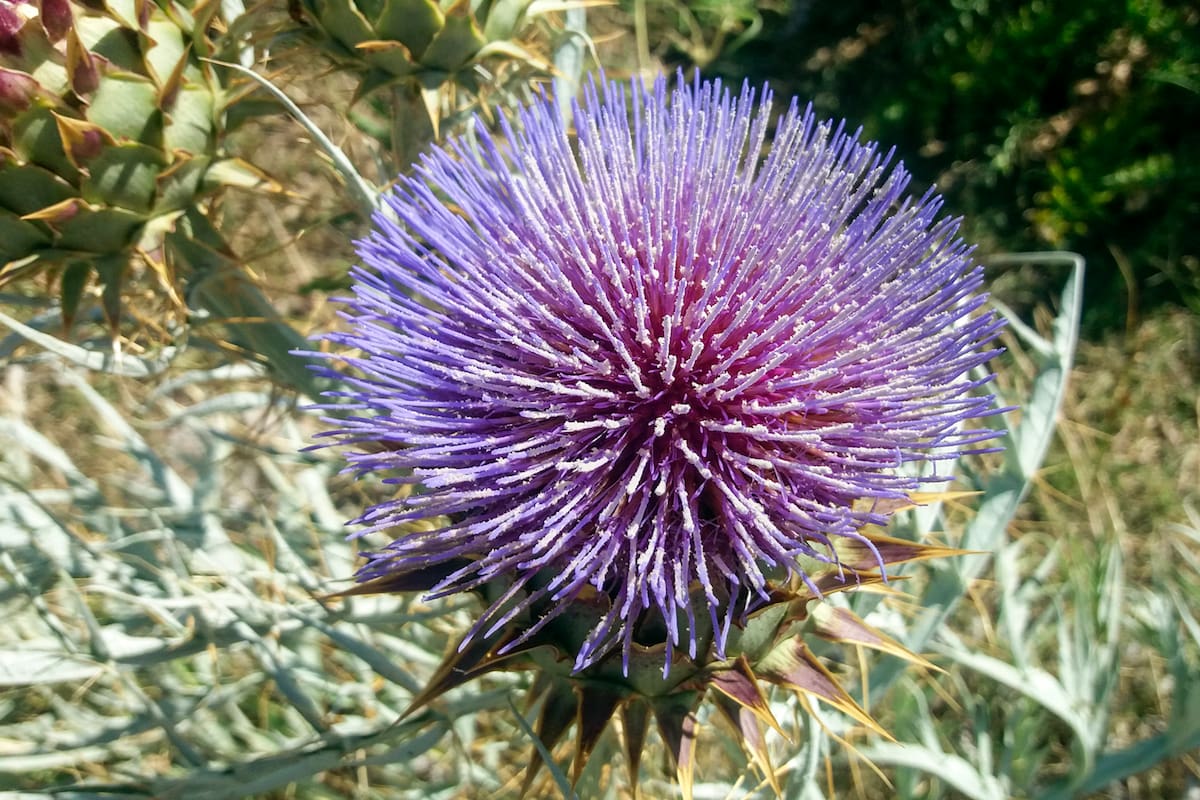 El cardo mariano tiene un efecto colagogo, es decir, que estimula el vaciamiento de la vesícula biliar