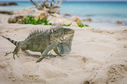 El Caribe sigue encumbrando tesoros repletos de naturaleza.