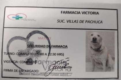 El carné de Matute que lo acredita como jefe de seguridad de la farmacia